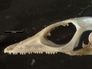 Media type: image;   Herpetology R-102089